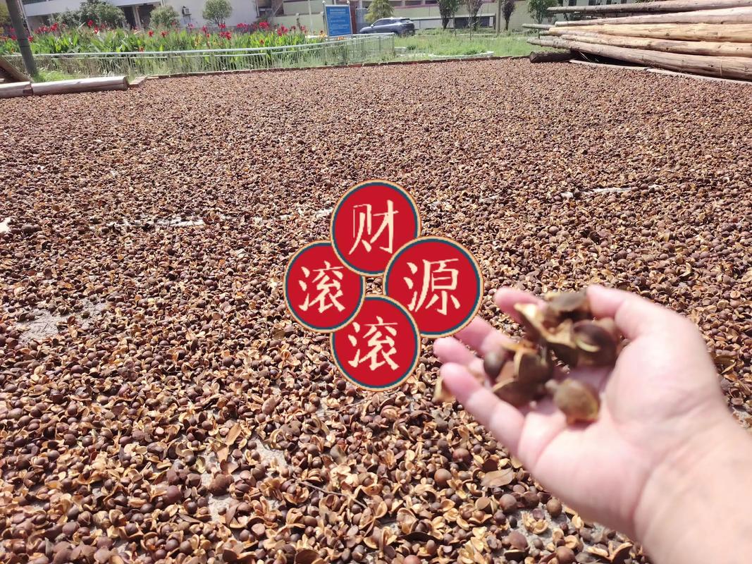 寒露时节，山野里的“金珠子”——野生小籽茶果